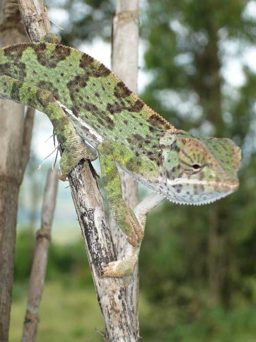 Vumba & Chimanimani Zimbabwe Eastern Highlands